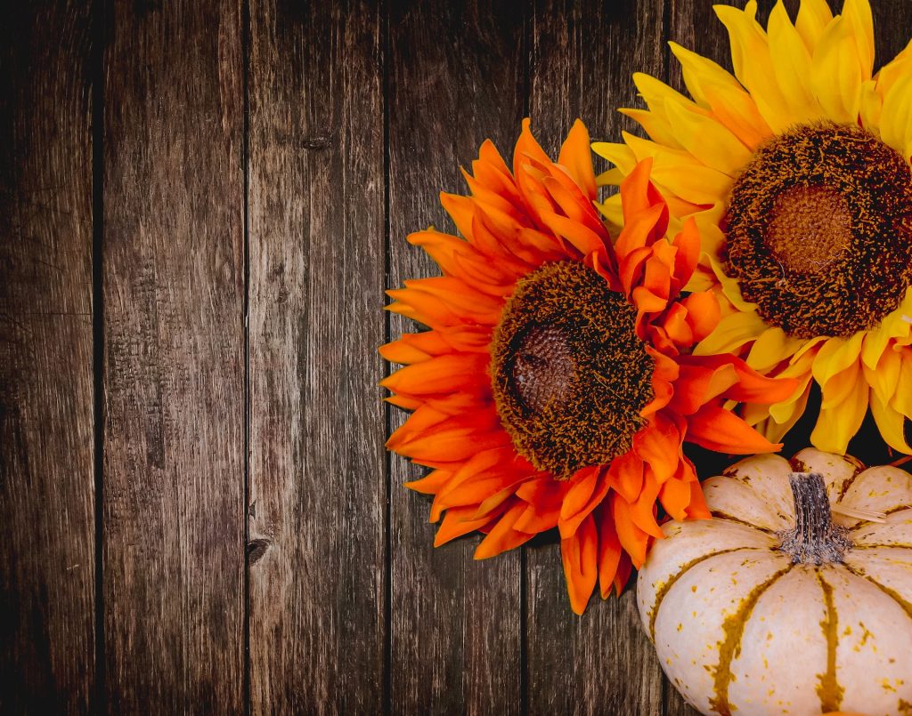 Orange and yellow sunflowers with a white and orange striped pumpkin in front of a barn wood wall